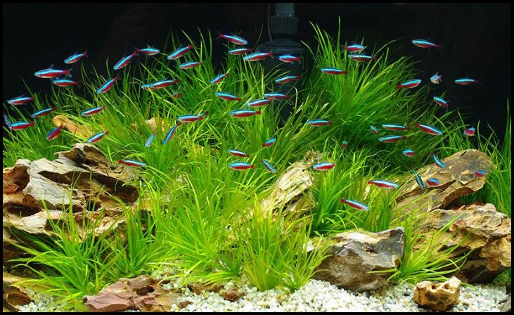 Neon Tetra