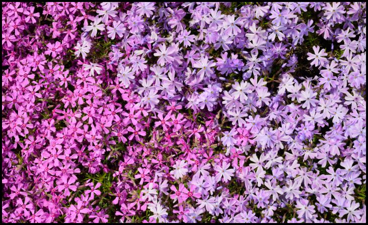 Phlox