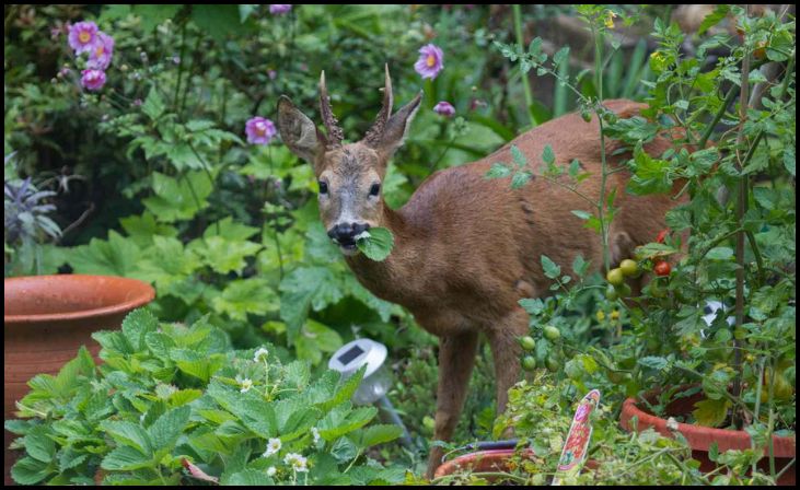 Plant Deer-Friendly Trees and Shrubs