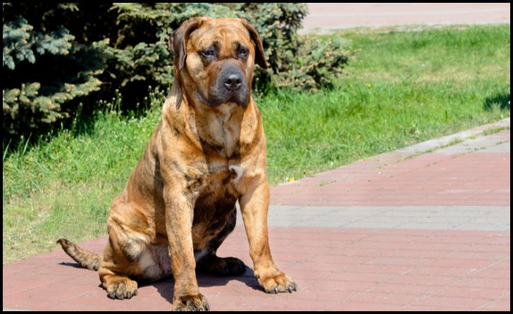 Presa Canario