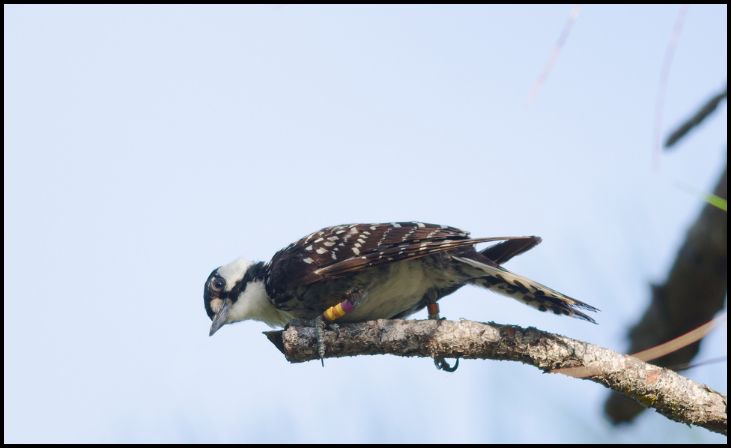 Red-cockaded Woodpecker