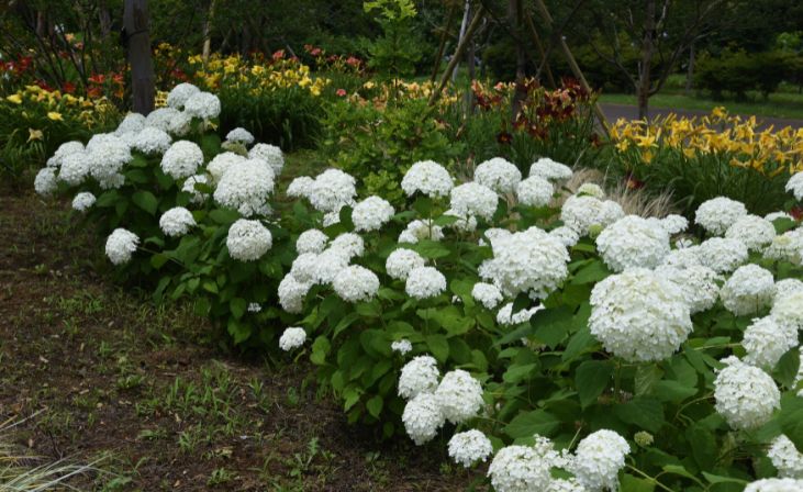 Smooth Hydrangea