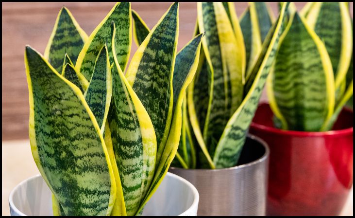 Snake Plant