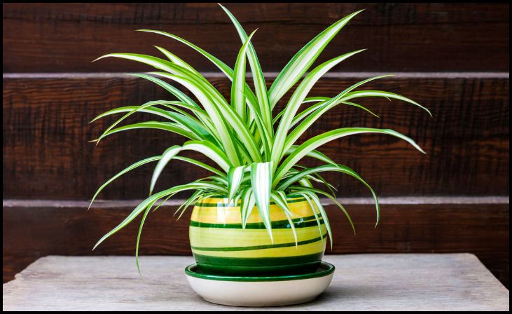 Spider Plant