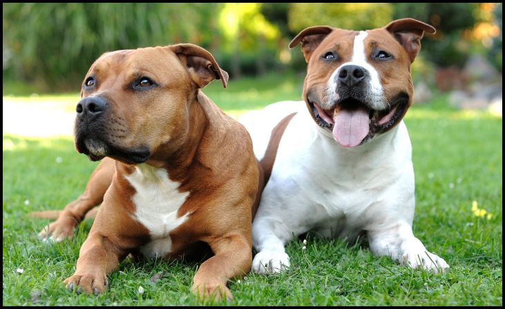 Staffordshire Bull Terrier