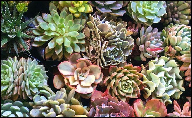 Succulents