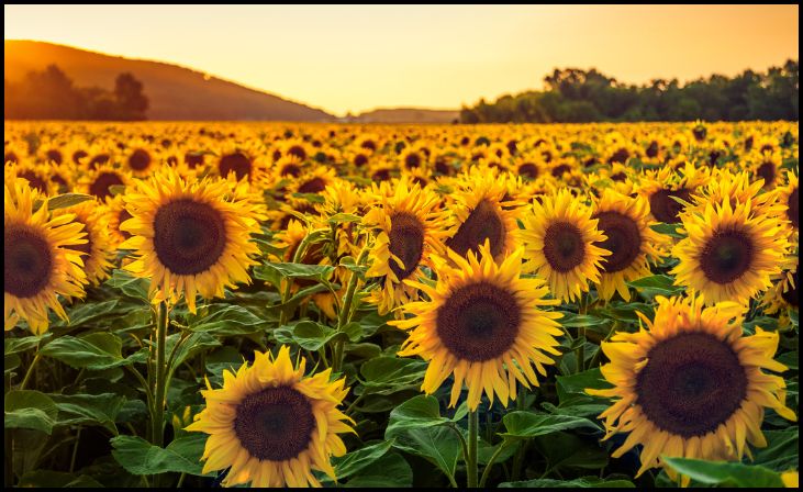 Sunflowers