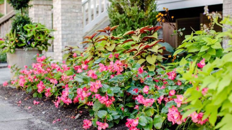 The 8 Best Shade Plants to Beautify Your Garden