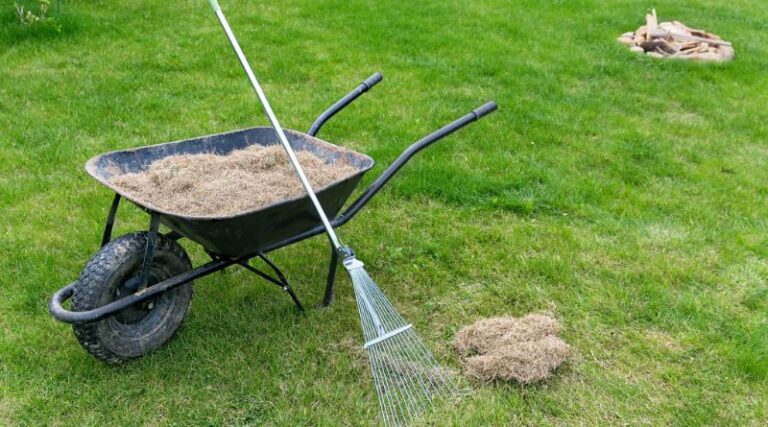 The Best Dethatchers for Your Lawn Maintenance