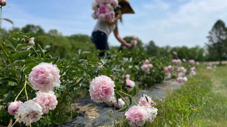 The Low-Maintenance Herb That'll Help Your Peonies Thrive