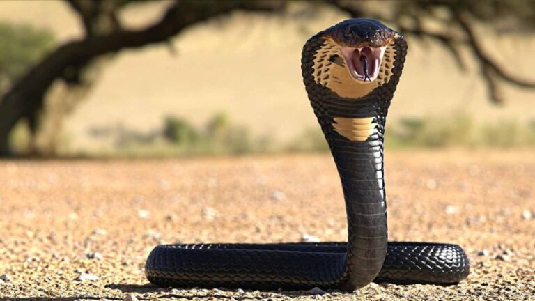 The Top 8 Deadliest Snakes in the Wild