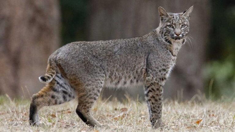 The Top 9 Most Likely Places To Encounter Bobcats In The United States