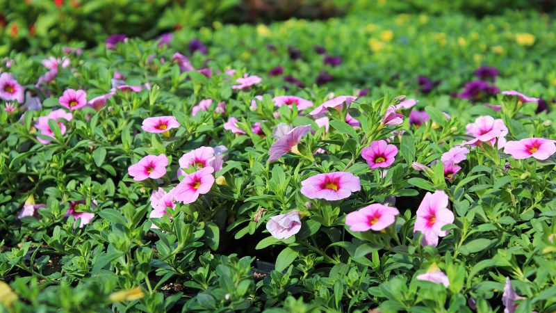 Top 7 Fast-Growing Annual Flowers