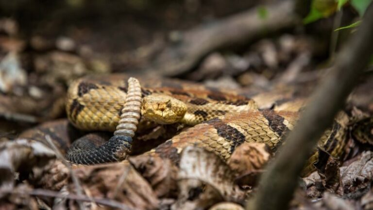 US States That Don’t Have Rattlesnakes