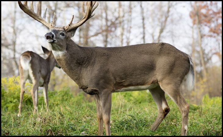 Use Deer Scents and Lures