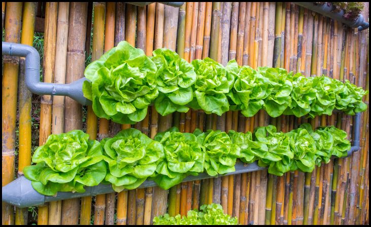 Vertical Gardens