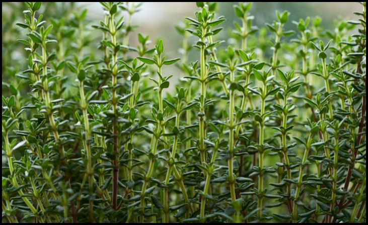 Why Choose Thyme for Your Garden?