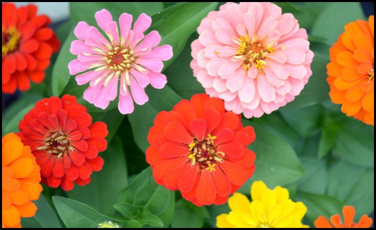 Zinnia