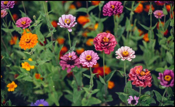 Zinnias